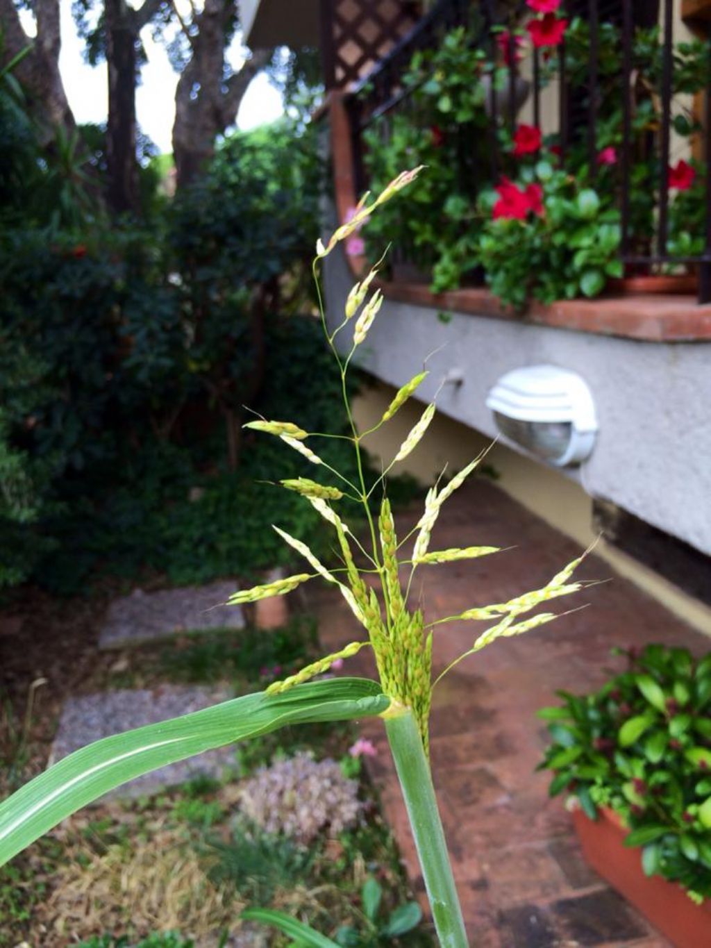 Sorghum halepense / Sorgo selvatico